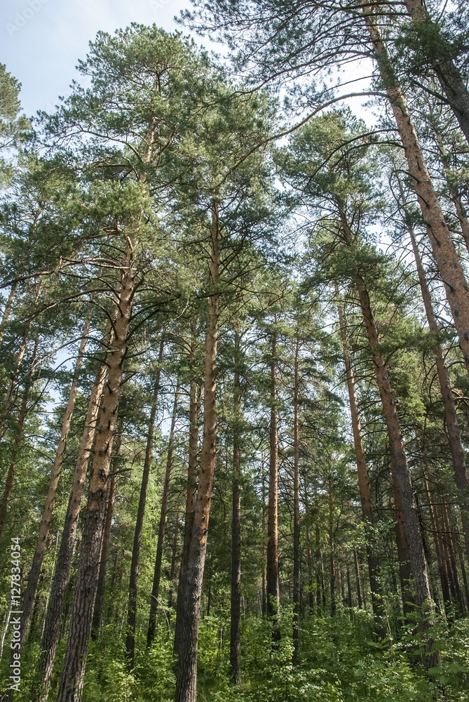 Summer pine wood Summer pine wood