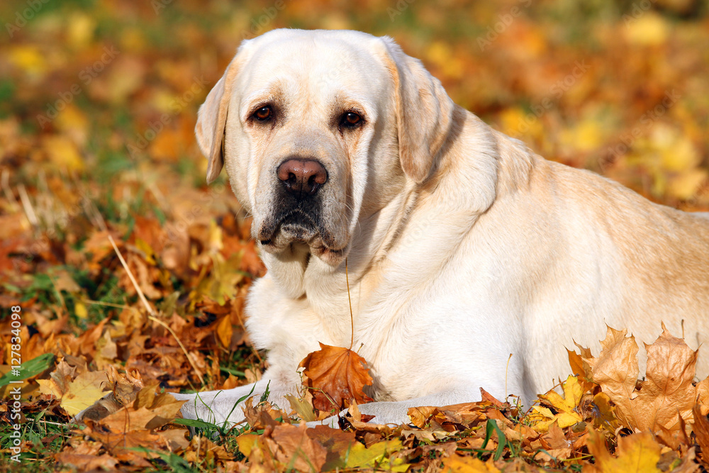 a yellow labrador in the park in autumn a yellow labrador in the park in autumn