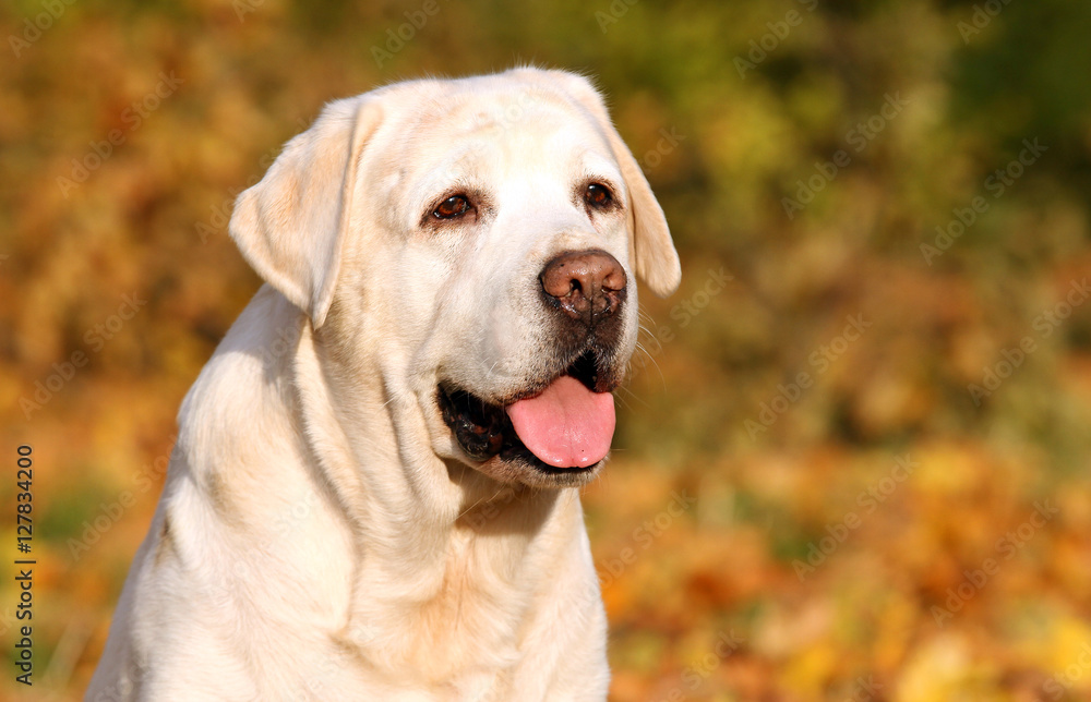 cute yellow labrador in the park in autumn