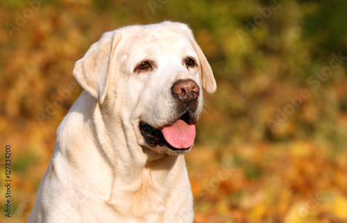 cute yellow labrador in the park in autumn © yarvet
