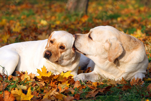 the two yellow labradors in the park in autumn © yarvet