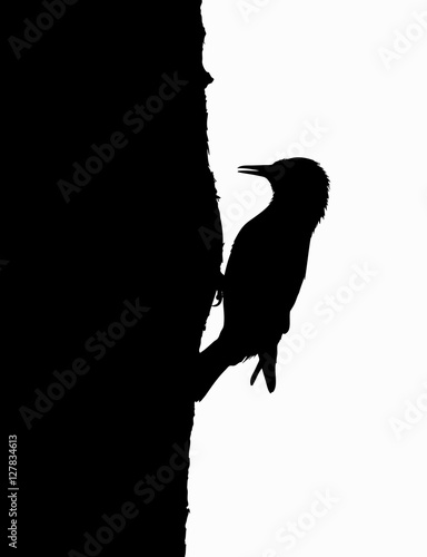 Starling on the tree. Silhouette. 