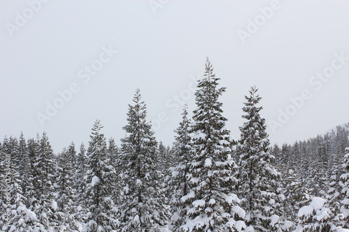 雪が積もった木々 © Lv.100