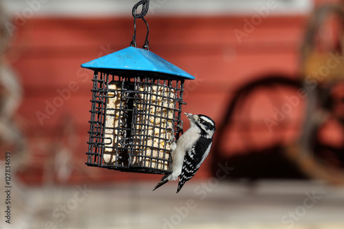 Downy woodpecker at a suet feeder