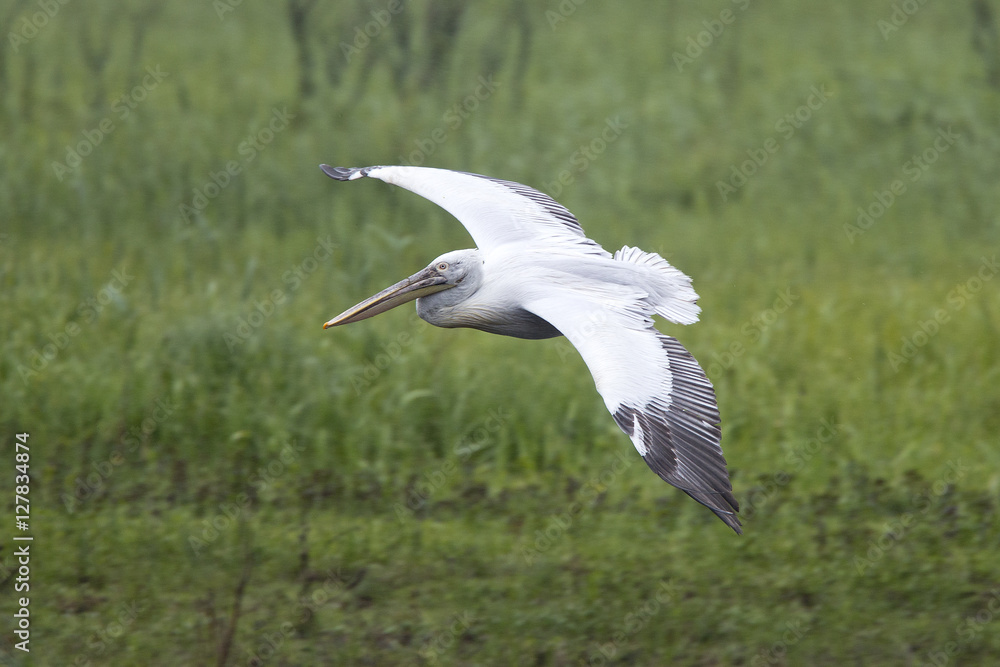 Obraz premium White Pelican (Pelecanus onocrotalus) in flight, Danube Delta, Romania.