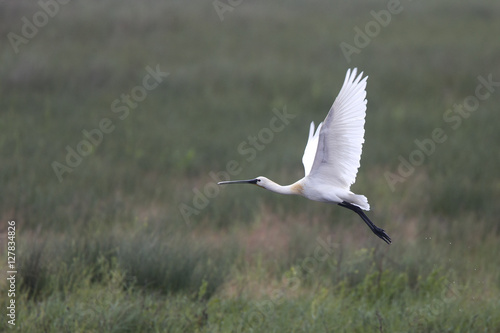 Eurasian Spoonbill (Platalea leucorodia) in flight, Danube Delta, Romania.