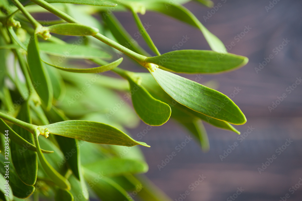 Green mistletoe close up
