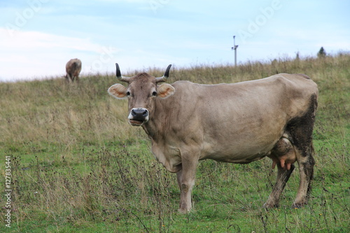 Fototapeta Naklejka Na Ścianę i Meble -  cow grazing in the meadow