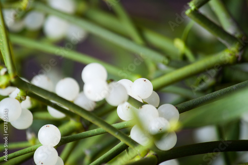 Plakat w ramie Green mistletoe close up