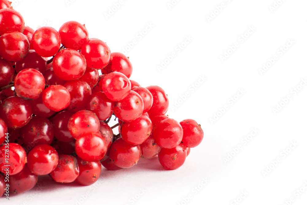 Ripe red viburnum isolated on white background Ripe red viburnum isolated on white background