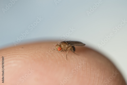 Foto fly fruit (drosophila melanogaster) in human finger
