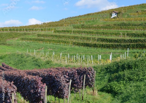 view across the vineyards of the Schutterlindenberg in Lahr  Baden Germany photo