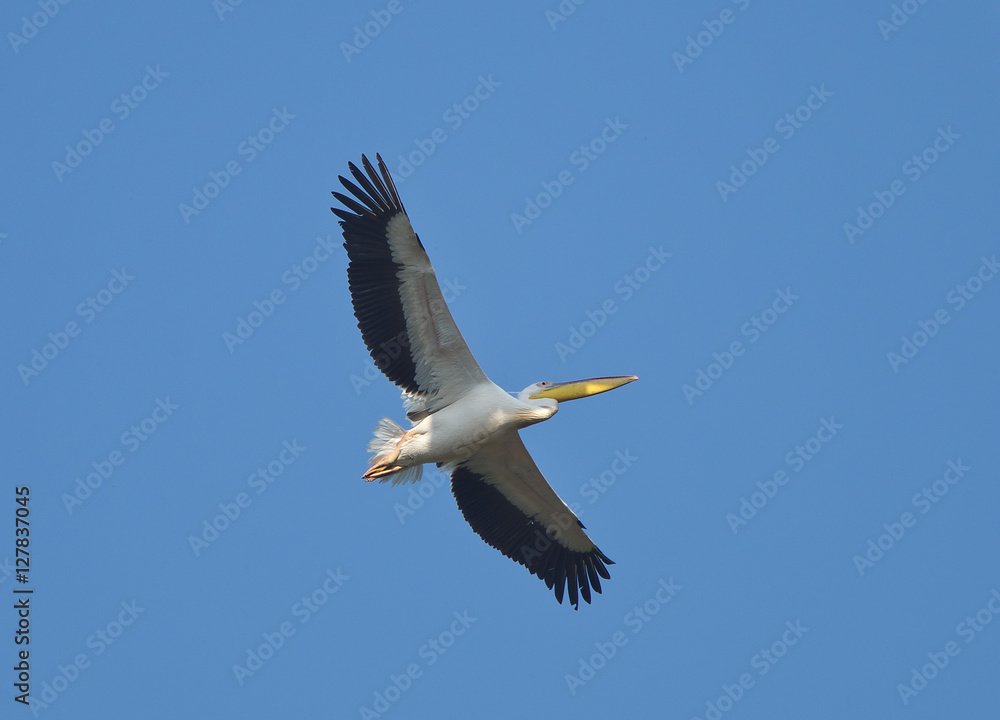 White Pelican (Pelecanus onocrotalus) in flight against a blue sky, Danube Delta, Romania. White Pelican (Pelecanus onocrotalus) in flight against a blue sky, Danube Delta, Romania.