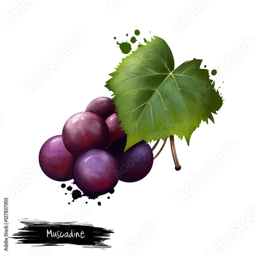 Muscadine isolated on white. Muscadine grapes are rich sources of polyphenols. Vitis rotundifolia, grapevine species native to southeastern and south-central US. Digital art illustration. Watercolor