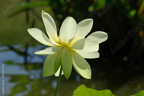 Fleur de lotus en   t  