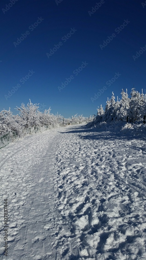 Weg führt durch weiße Winterlandschaft - schneebedeckt