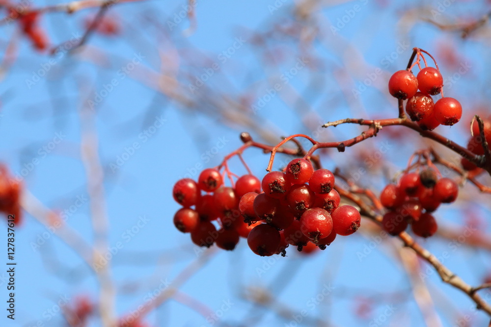 Ripe hawthorn (Crataegus sp.) pome fruits against a blue sky in the autumn park Ripe hawthorn (Crataegus sp.) pome fruits against a blue sky in the autumn park