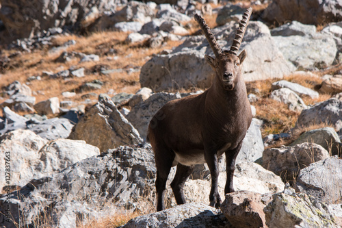Bouquetin de la Vanoise