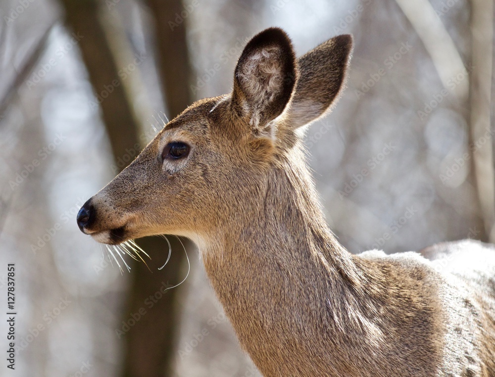Beautiful isolated portrait of a cute wild deer in the forest Beautiful isolated portrait of a cute wild deer in the forest