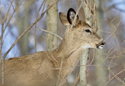 Beautiful isolated photo of a cute young wild deer in the forest