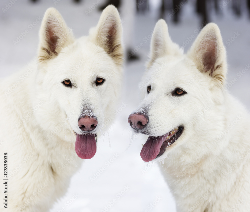 Obraz premium dog muzzle close-up looking