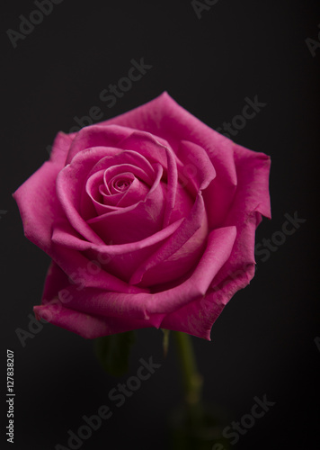 Pink single Rose