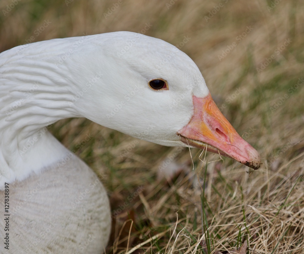 Beautiful picture with a wild snow goose eating the grass