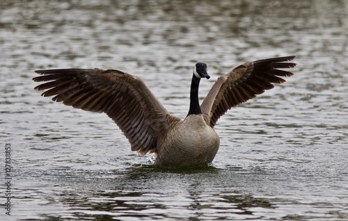 Beautiful isolated photo of a cute wild Canada goose in the lake showing its strong wings © MrWildLife