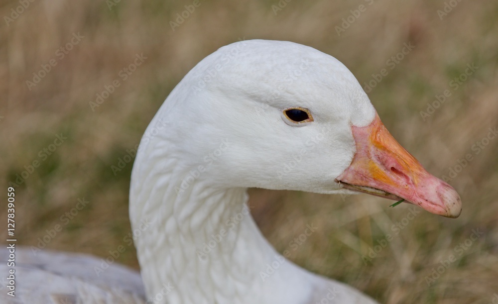 Beautiful background with a wild snow goose on the grass field Beautiful background with a wild snow goose on the grass field