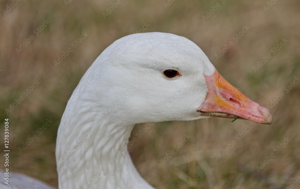 Beautiful isolated photo with a wild snow goose on the grass field Beautiful isolated photo with a wild snow goose on the grass field