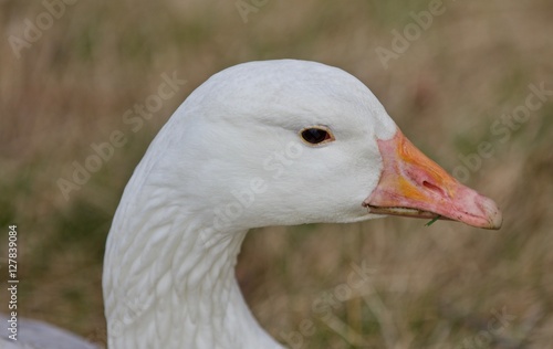 Beautiful isolated photo with a wild snow goose on the grass field