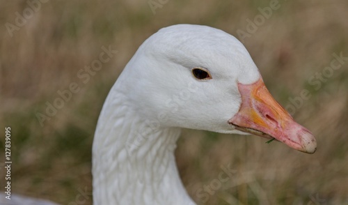 Beautiful isolated picture with a wild snow goose on the grass field