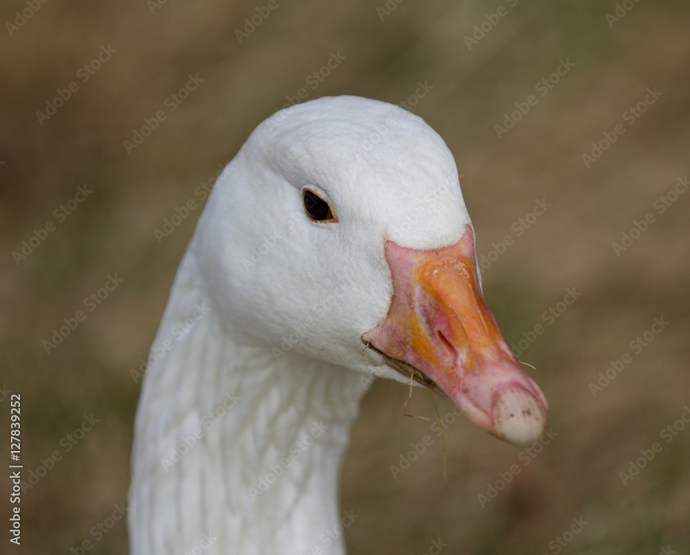Beautiful isolated image with a strong confident snow goose on the grass field Beautiful isolated image with a strong confident snow goose on the grass field