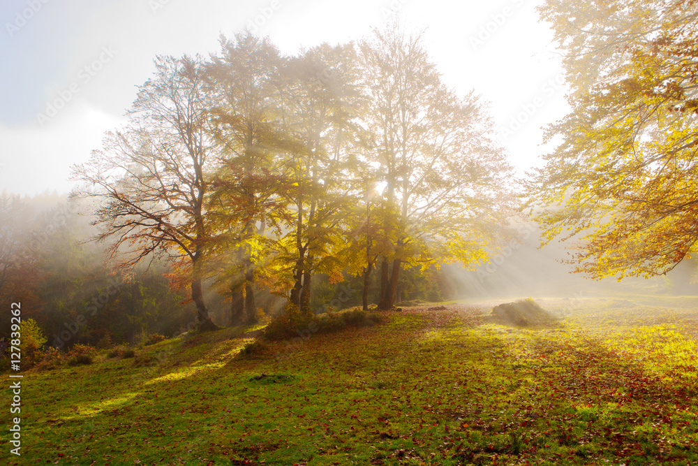 Naklejka premium The sun's rays shine through the golden leaves of beeches in the foggy morning in a golden autumn.