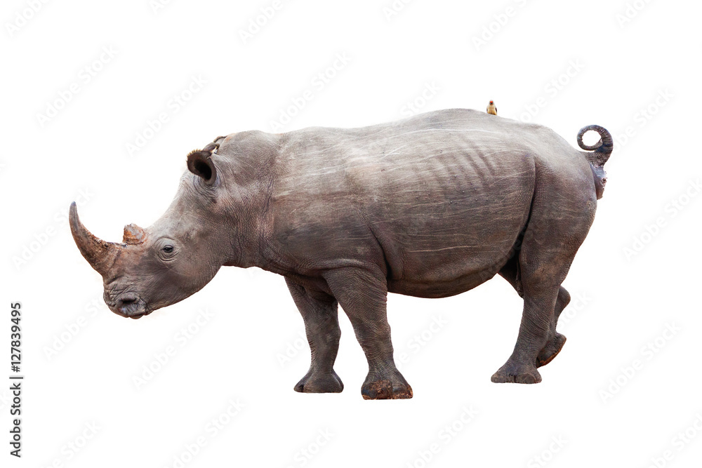 Obraz premium Rhinocerous With Bird on Back Isolated
