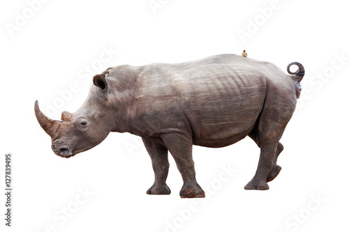 Rhinocerous With Bird on Back Isolated