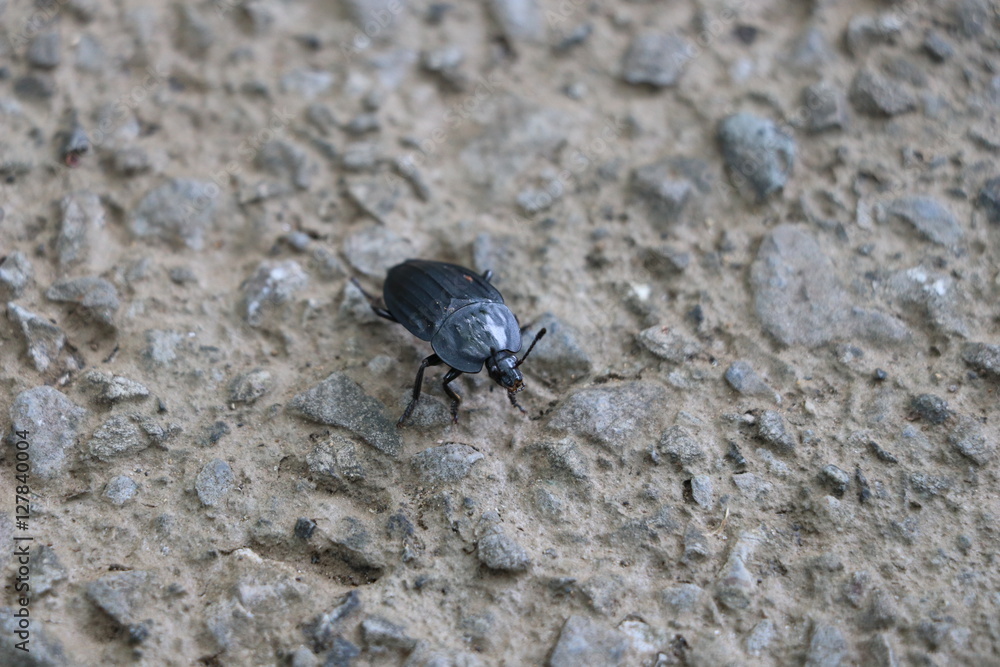 名前がわからない虫 名前がわからない虫