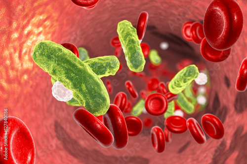 Sepsis, bacteria in blood. 3D illustration showing rod-shaped bacteria in blood with red blood cells and leukocytes photo