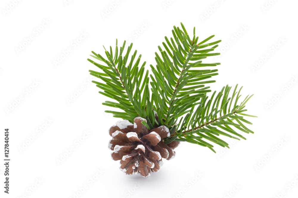 Fototapeta premium Fir tree branch and cones isolated on white background.