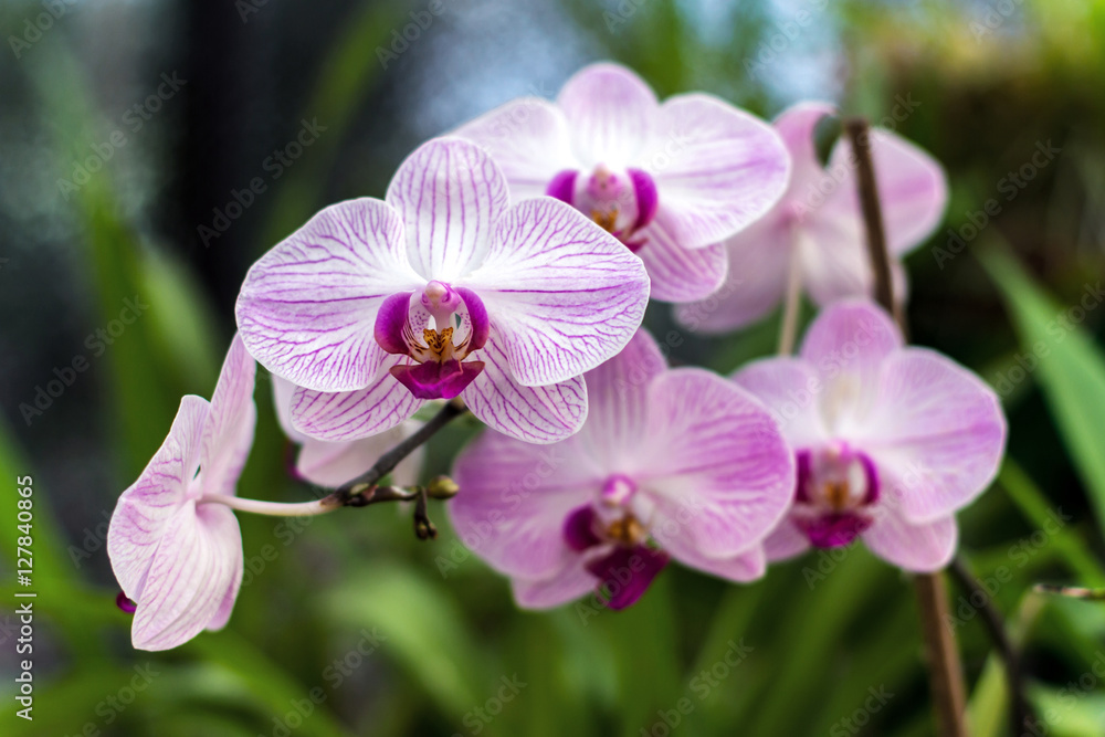Pink orchid, queen of flowers. Tropical garden. Branch of pink orchids on a natural background. Pink orchid, queen of flowers. Tropical garden. Branch of pink orchids on a natural background.