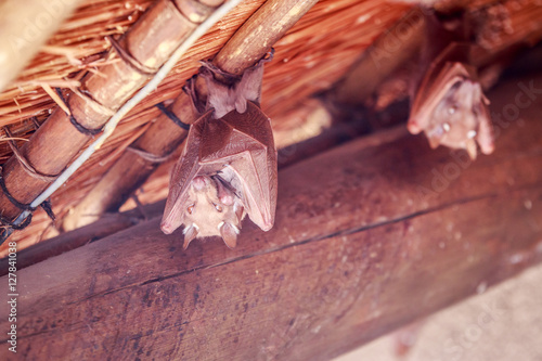 Wahlberg's epauletted fruit bat hanging upside down. photo