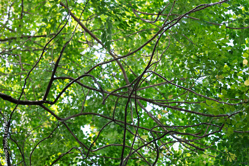 Green Leaf Background in Nature Environment