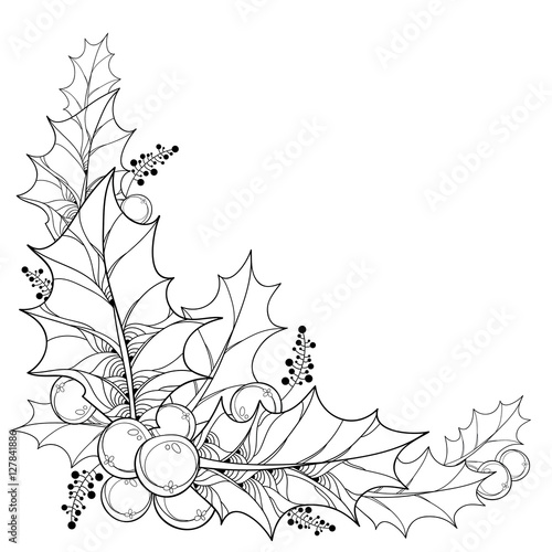 Vector twig with outline leaves and berries of Ilex or Christmas Holly isolated. Traditional Christmas and New Year symbol in contour style for winter design and coloring book. Corner composition.