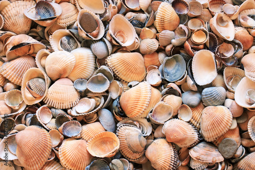 background from multi-colored sea shells on the beach