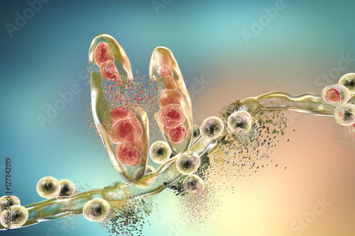 Destruction of fungus Trichophyton mentagrophytes which causes athlete's foot Tinea pedis and scalp ringworm Tinea capitus. 3D illustration. Concept for antifungal treatment photo