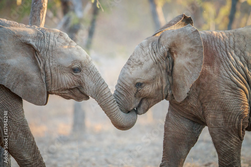 Two Elephants playing.