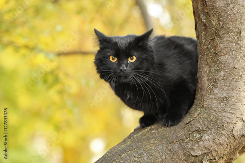 Fototapeta Naklejka Na Ścianę i Meble -  Cute black cat on tree in autumn park