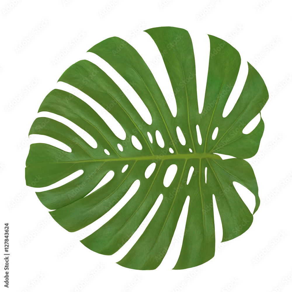 Obraz premium Isolated beautiful green leaf Monstera plant on a white background. Closeup texture of Philodendron leaf with holes (palm tree). Useful for 3d texturing to create an exotic tropical nature outdoors