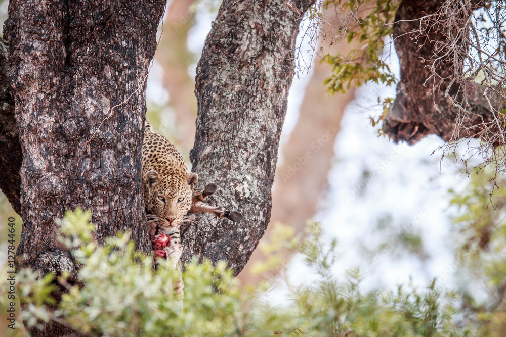 Fototapeta premium Leopard in a tree with a Zebra kill.