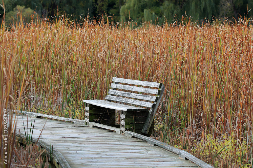 Wooden bench along a boardwalk in a marsh